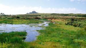 RSPB Marazion Marsh