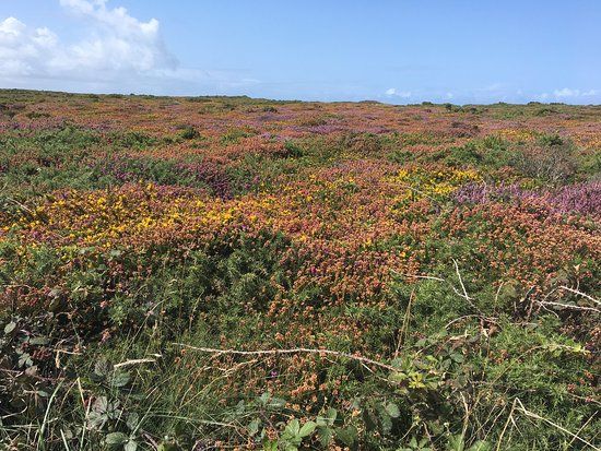 Tehidy to Deadman's Cove Circular Walk