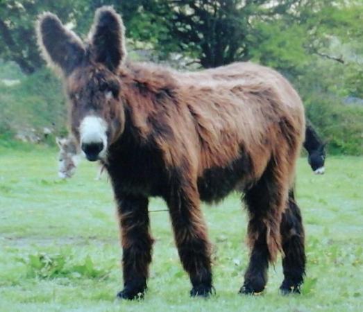 The Flicka Foundation