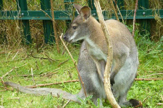 Wingz Bird and Animal Sanctuary